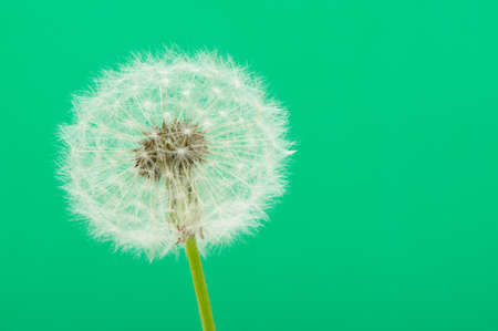 Dandelion on a green background. Detailed picture of a flowerの写真素材