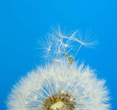 Dandelion on a blue background. Detailed picture of a flowerの写真素材