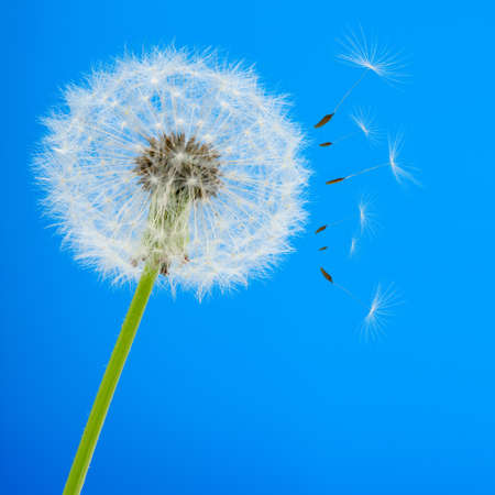 Dandelion on a blue background. Detailed picture of a flowerの写真素材