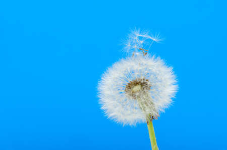 Dandelion on a blue background. Detailed picture of a flowerの写真素材