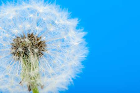 Dandelion on a blue background. Detailed picture of a flowerの写真素材