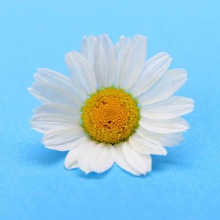 Wild chamomile. White flowers on a dark blue backgroundの写真素材