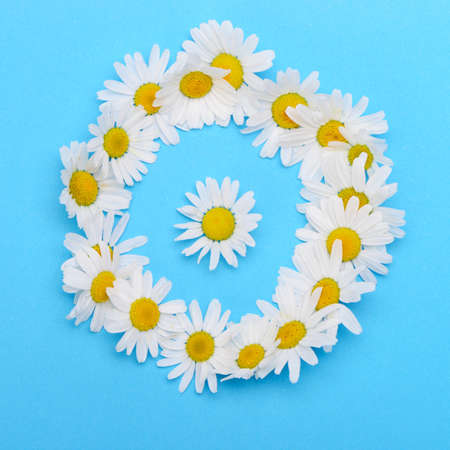 Wild chamomile. White flowers on a dark blue backgroundの写真素材