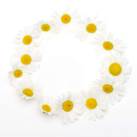 Wild chamomile  arranged in a circle. Isolated on white backgroundの写真素材