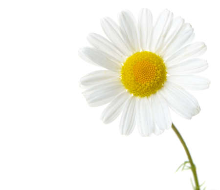 Wild chamomile. Isolated on white backgroundの写真素材