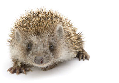 hedgehog isolated. Small mammal with spiny hairs on its back and sidesの写真素材