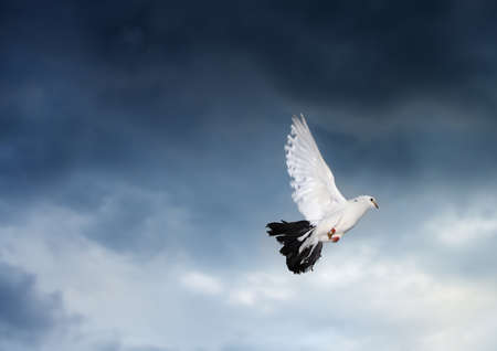Flying dove on the stormy sky. Photo in motionの写真素材