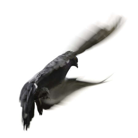Dove in flight. Isolated on white bavckgroundの写真素材