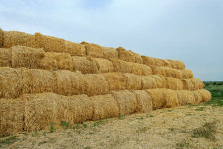 Large haystacks. The dried stems and leaves of herbaceous plants
