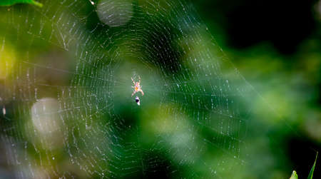 The spider and the victim on the web. の写真素材