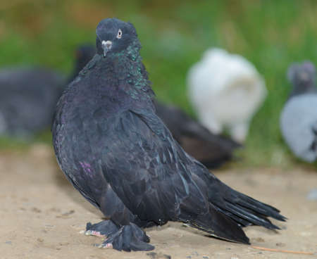 The dove. Bred a dove on the open areasの写真素材