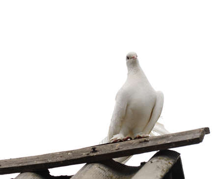 White dove. Isolated on white backgroundの写真素材