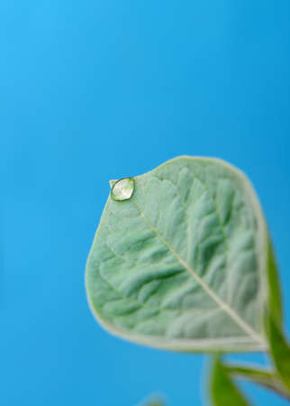 A drop of dew on a leaf. Selective focus, blue backgroundの写真素材