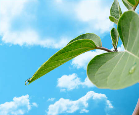 A drop of dew on a leaf. Selective focus, on the background of the sky with the cloudsの写真素材
