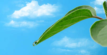 A drop of dew on a leaf. Selective focus, on the background of the sky with the cloudsの写真素材