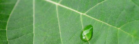 A drop of dew on a leaf (Close up)の写真素材