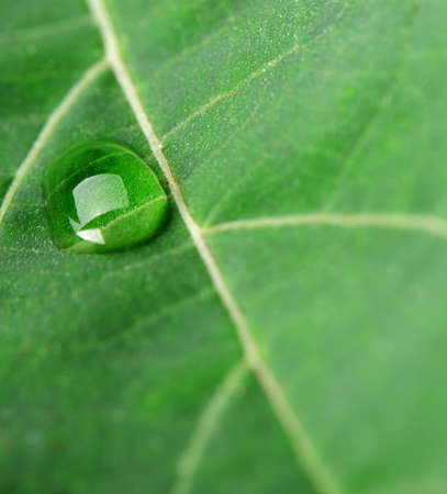 A drop of dew on a leaf.(close up)の写真素材