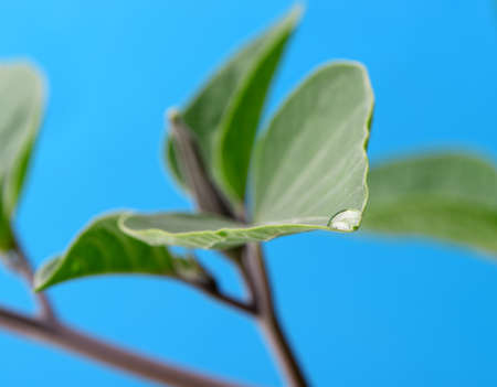 A drop of dew on a leaf. Selective focus, blue backgroundの写真素材