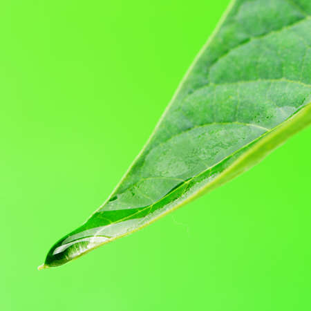 A drop of dew on a leaf. Selective focus, green backgroundの写真素材