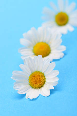 Wild chamomile. White flowers on a dark blue backgroundの写真素材