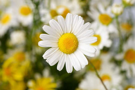 Wild chamomile. White flowers. Selective focus. Bokehの写真素材