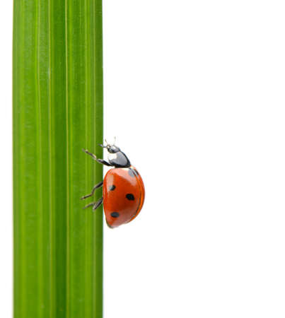 Ladybug on a green blade of grass. Isolated on white backgroundの写真素材