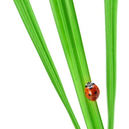 Ladybug on a green blade of grass. Isolated on white backgroundの写真素材