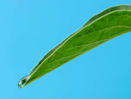A drop of dew on a leaf. Selective focus, blue backgroundの写真素材