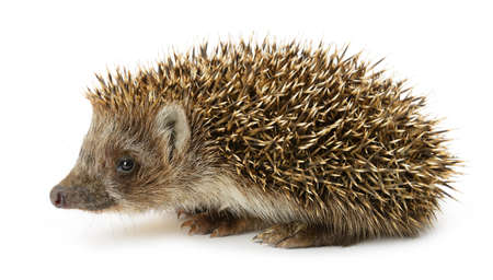 hedgehog isolated. Small mammal with spiny hairs on its back and sidesの写真素材