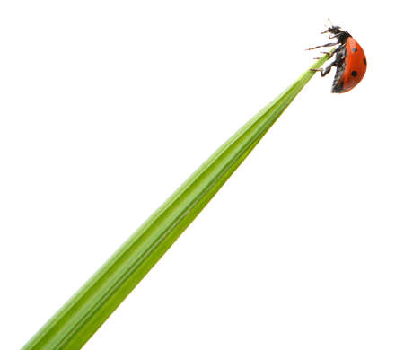 Ladybug on a green blade of grass. Isolated on white backgroundの写真素材