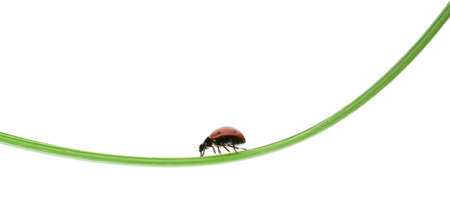 Ladybug on a green blade of grass. Isolated on white backgroundの写真素材