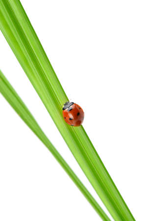 Ladybug on a green blade of grass. Isolated on white backgroundの写真素材