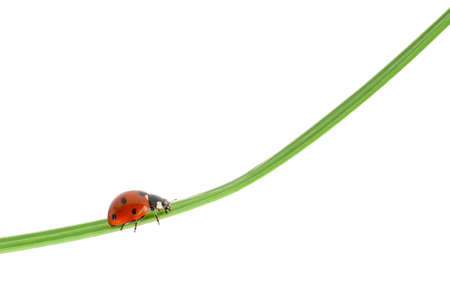 Ladybug on a green blade of grass. Isolated on white backgroundの写真素材
