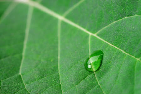 A drop of dew on a leaf. Selective focus, photo closeupの写真素材
