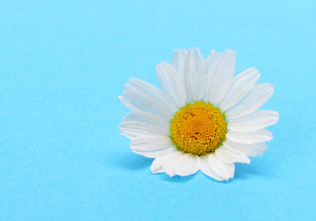 Wild chamomile. White flowers on a dark blue backgroundの写真素材