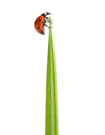 Ladybug on a green blade of grass. Isolated on white backgroundの写真素材