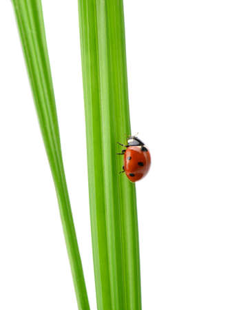 Ladybug on a green blade of grass. Isolated on white backgroundの写真素材