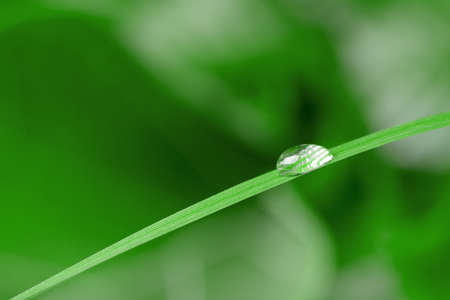 A drop of dew on a blade of grass. Selective focus, blurred backgroundの写真素材
