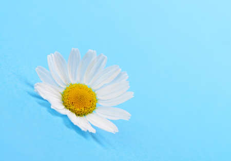 Wild chamomile. White flowers on a dark blue backgroundの写真素材