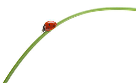Ladybug on a green blade of grass. Isolated on white backgroundの写真素材