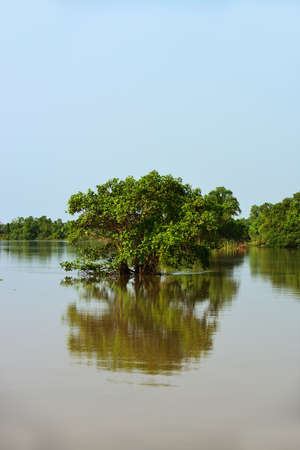 Tropical river . The river flowing in the country of Sri Lankaの写真素材