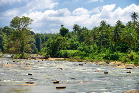Tropical river. The river flowing in the country of Sri Lankaの写真素材