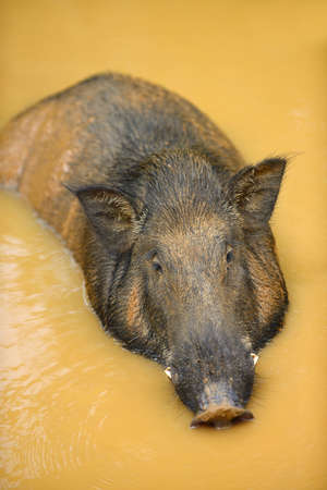 Wild boar. The national Park of Sri Lankaの写真素材