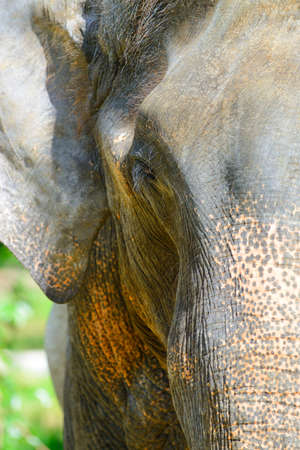 Elephant photo closeup. Country Of Sri Lankaの写真素材
