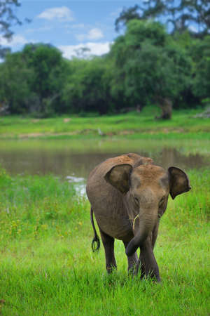 Elephant in the wild . Country Of Sri Lankaの写真素材
