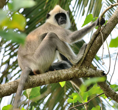 Monkeys in the living nature . Country Of Sri Lanka