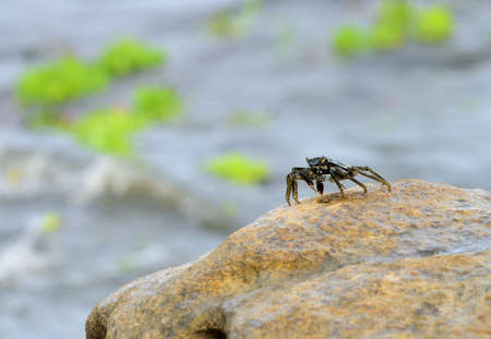 Ocean crab. Indian ocean, Sri Lankaの写真素材