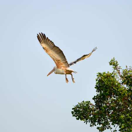 Tropical bird pelican . A bird in the wild. The national Park of Sri Lankaの写真素材
