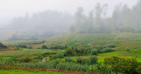 Agriculture in the tropics. The garden in the country Sri Lankaの写真素材