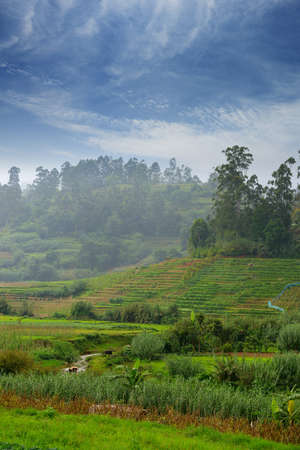 Agriculture in the tropics. The garden in the country Sri Lankaの写真素材